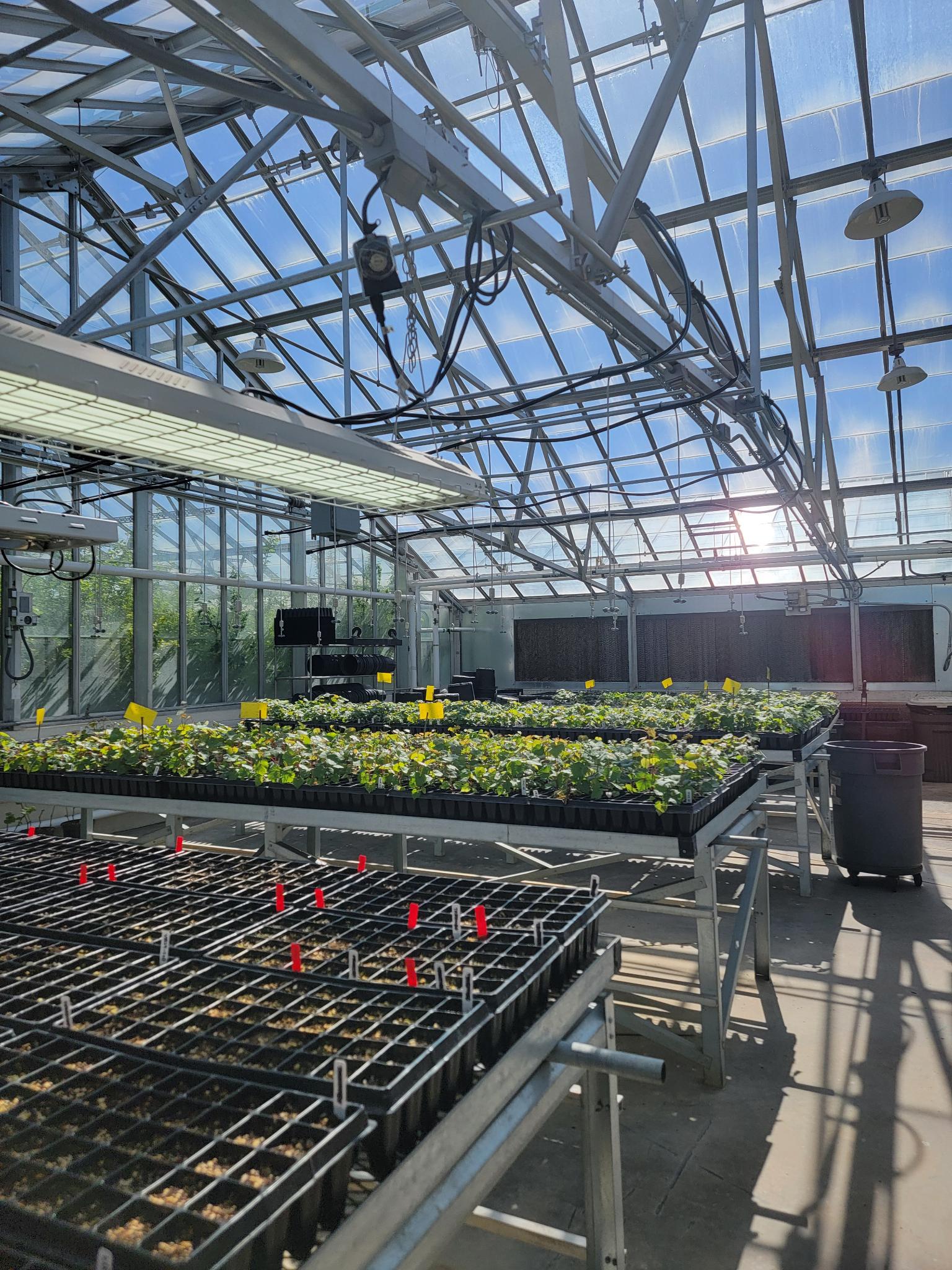 Greenhouse